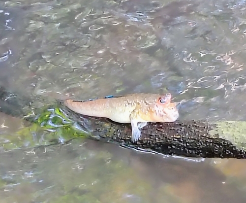 Atlantic Mudskipper