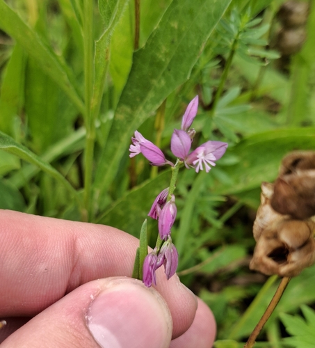 Tufted Milkwort