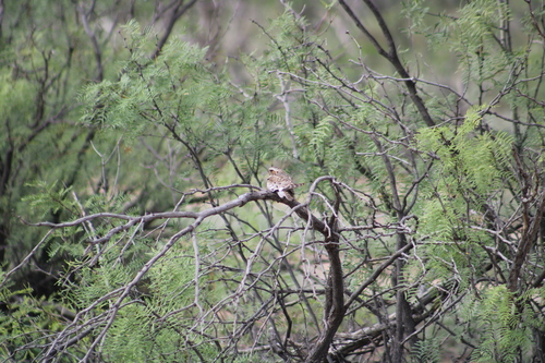 Lesser Nighthawk