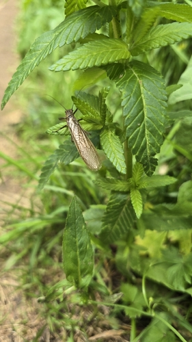 Perla marginata