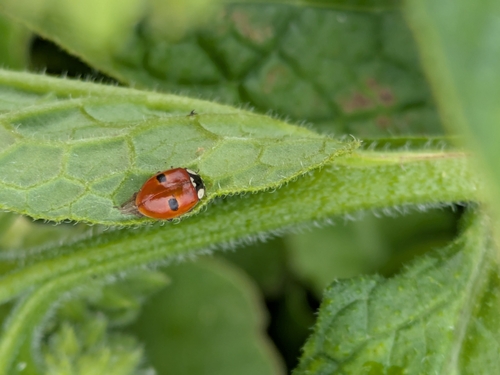 Two-spotted Lady Beetle
