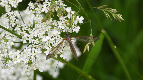 Prionocera