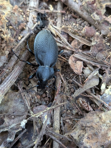 Leather Beetle