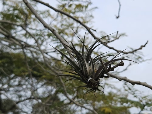 Tillandsia aeranthos