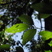 Ocotea cernua - Photo 由 ganaderiacolombianasostenible 所上傳的 (c) ganaderiacolombianasostenible，保留所有權利