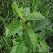 Vernonanthura brasiliana - Photo (c) ganaderiacolombianasostenible, todos los derechos reservados, subido por ganaderiacolombianasostenible