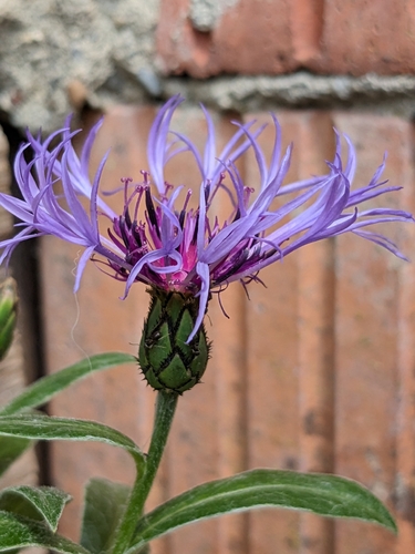 Perennial Cornflower