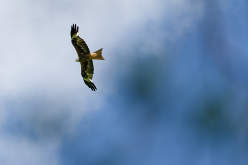 Red Kite