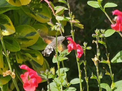 Eurasian Hummingbird Hawkmoth