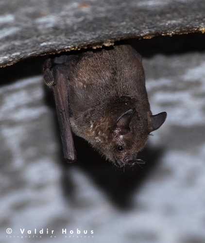 Seba's Short-tailed Bat