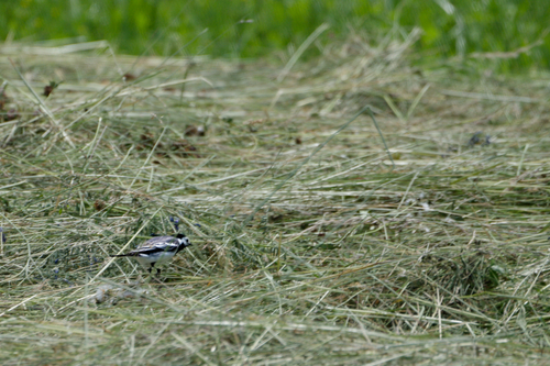 White Wagtail