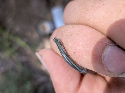 Ommatoiulus rutilans