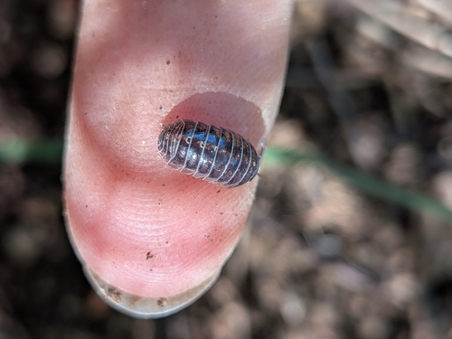 Common Pill Woodlouse
