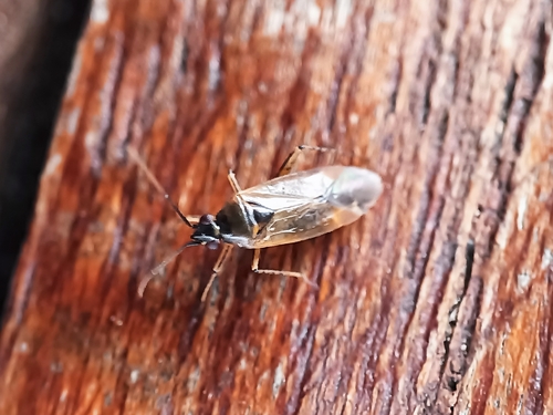 Common Nettle Flower Bug