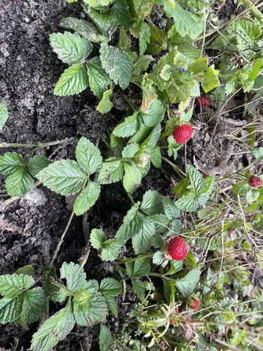 mock strawberry
