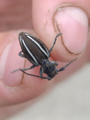 Neodorcadion bilineatum