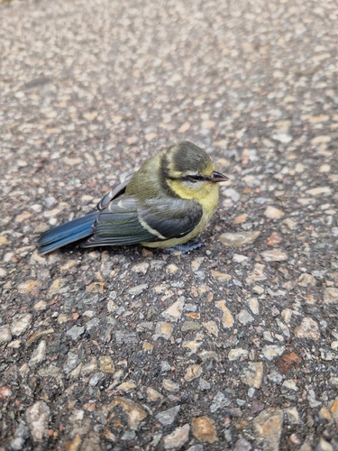 Eurasian Blue Tit