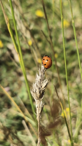 Seven-spotted Lady Beetle