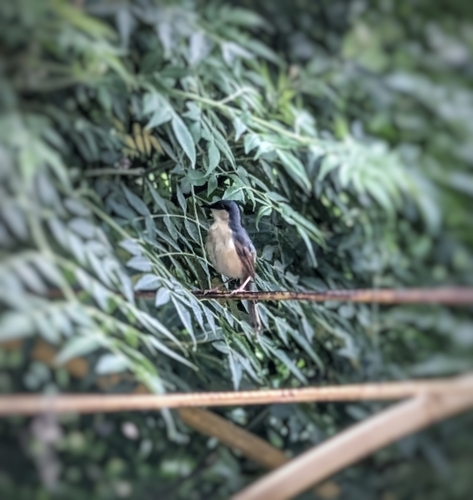 Ashy Prinia