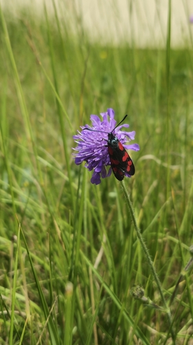 Six-spot Burnet