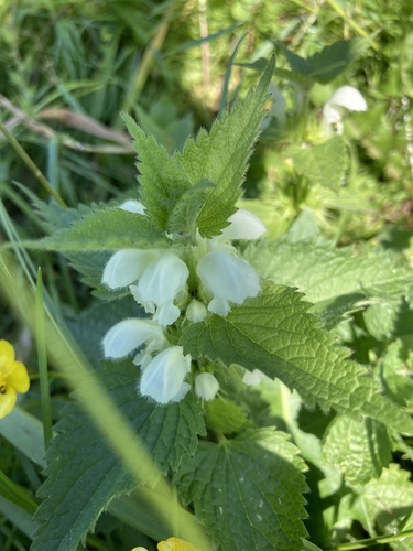 White deadnettle
