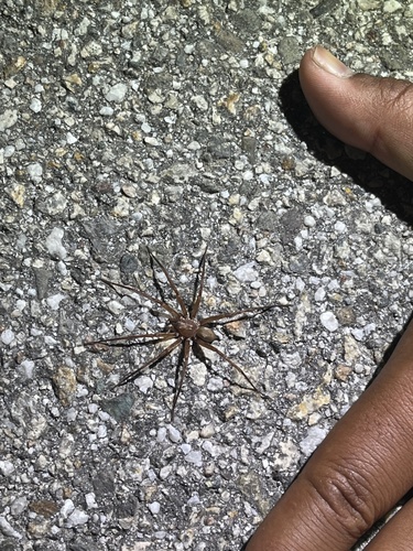 iNaturalist observation photo of Rocky Canyon Spiders