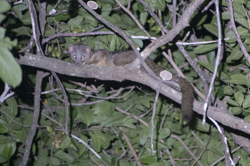 African Palm-civet