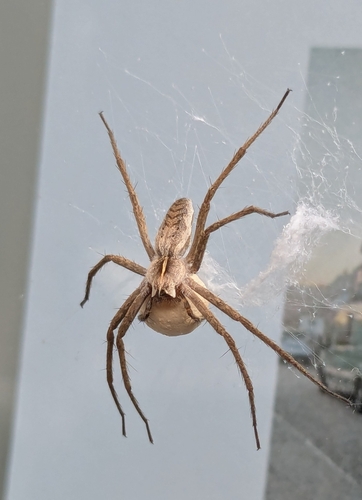 European Nursery Web spider