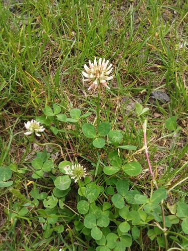 white clover