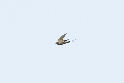 Lesser Striped Swallow