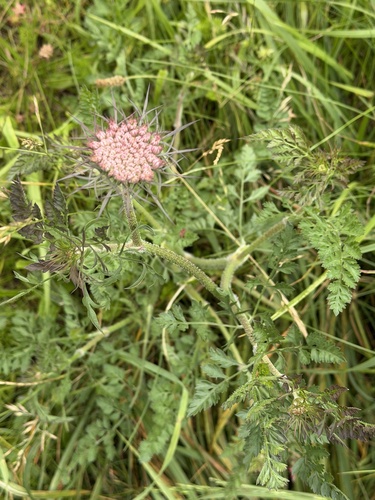 wild carrot