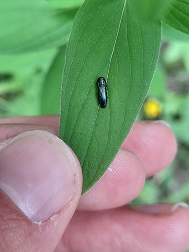 Agrilus cyanescens