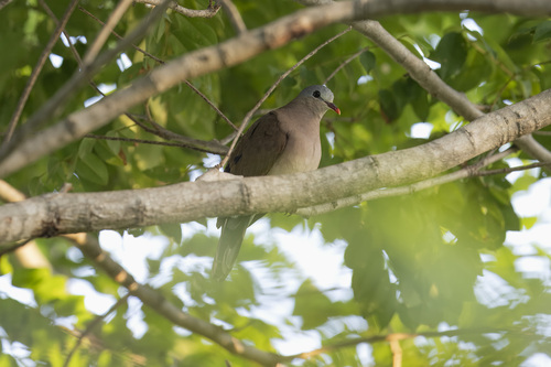 Blue-spotted Wood-Dove