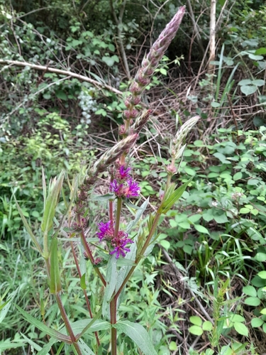 purple loosestrife