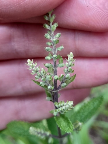 woodland germander