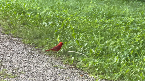 Northern Cardinal