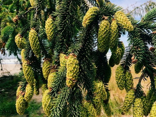 Sitka spruce