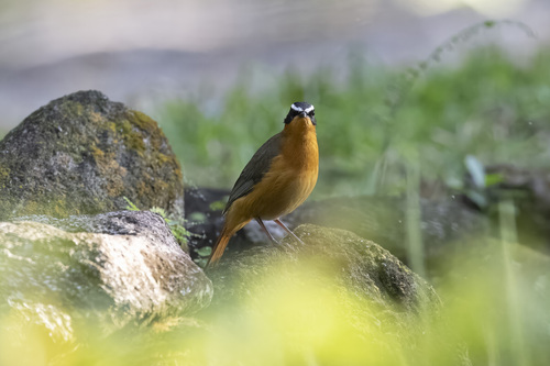 White-browed Robin-Chat