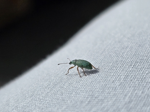 Green Immigrant Leaf Weevil