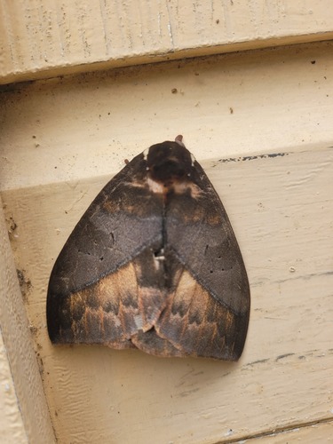 Automeris egeus