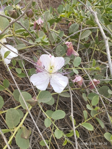 Caper Bush