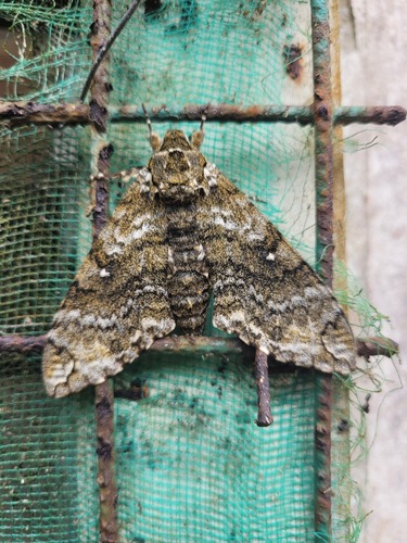 Manduca corallina