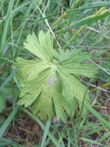 meadow buttercup