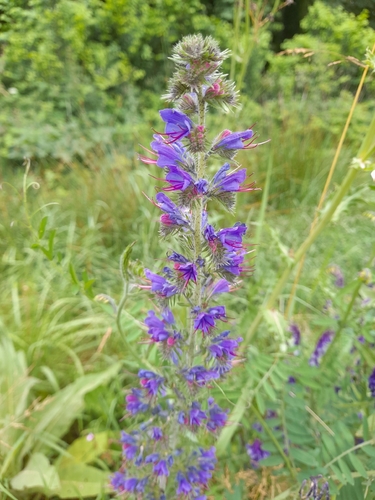 viper's-bugloss