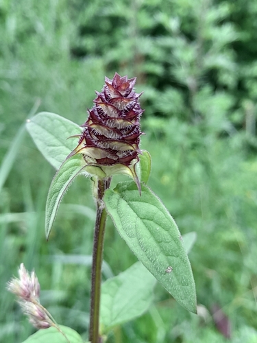 common selfheal
