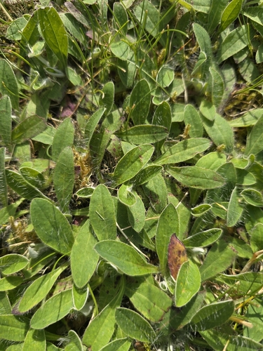 mouse-eared hawkweed