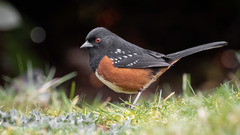 Spotted Towhee - Photo (c) Mason Maron, all rights reserved, uploaded by Mason Maron