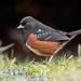 Spotted Towhee - Photo (c) Mason Maron, all rights reserved