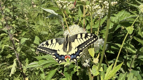 Old World Swallowtail