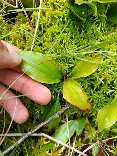 Bog Pondweed